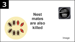 3 Nest mates are also killed
