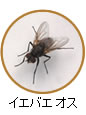 イエバエ オス