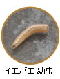 イエバエ 幼虫