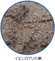 イエシロアリの巣