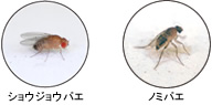 �V���E�W���E�o�G
