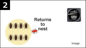 2 Returns to nest