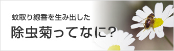 除虫菊ってなに？