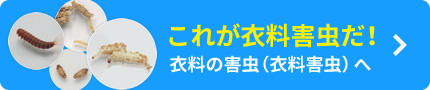 これが衣料害虫だ！