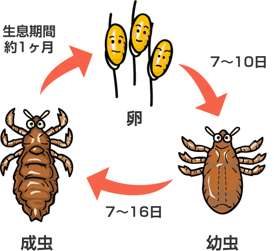 自然 に 治る アタマジラミ