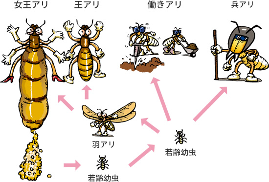 生態と種類を知る アリとシロアリ ウルトラ害虫 がいちゅう 大百科 Kincho