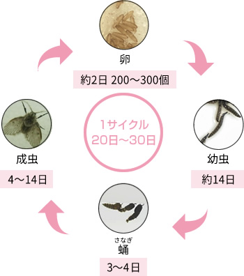 生態と種類を知る チョウバエ ウルトラ害虫 がいちゅう 大百科 Kincho