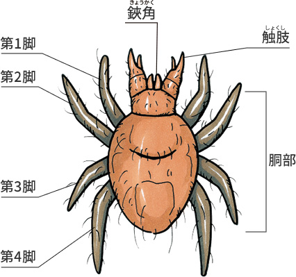 生態と種類を知る ダニ ウルトラ害虫 がいちゅう 大百科 Kincho