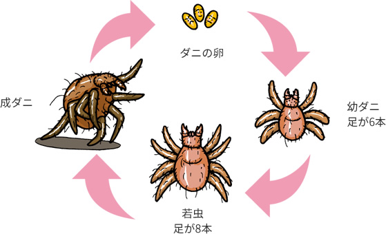 生態と種類を知る ダニ ウルトラ害虫 がいちゅう 大百科 Kincho