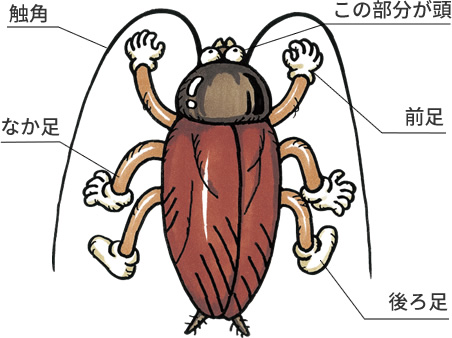 生態と種類を知る ゴキブリ ウルトラ害虫 がいちゅう 大百科 Kincho