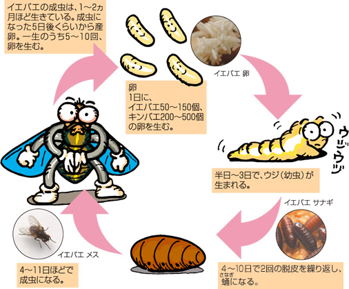 生態と種類を知る ハエ ウルトラ害虫 がいちゅう 大百科 Kincho