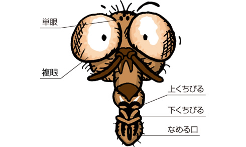 生態と種類を知る ハエ ウルトラ害虫 がいちゅう 大百科 Kincho
