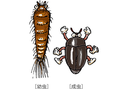 生態と種類を知る 衣類の害虫 衣料害虫 ウルトラ害虫 がいちゅう 大百科 Kincho