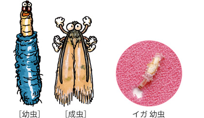 生態と種類を知る 衣類の害虫 衣料害虫 ウルトラ害虫 がいちゅう 大百科 Kincho