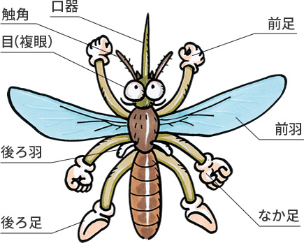 生態と種類を知る 蚊 ウルトラ害虫 がいちゅう 大百科 Kincho