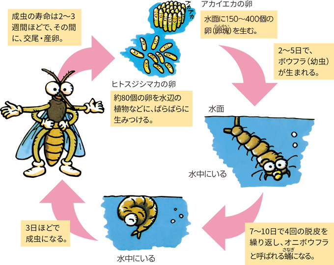 生態と種類を知る 蚊 ウルトラ害虫 がいちゅう 大百科 Kincho
