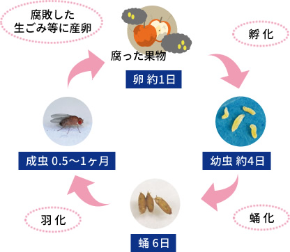 生態と種類を知る コバエ ウルトラ害虫 がいちゅう 大百科 Kincho