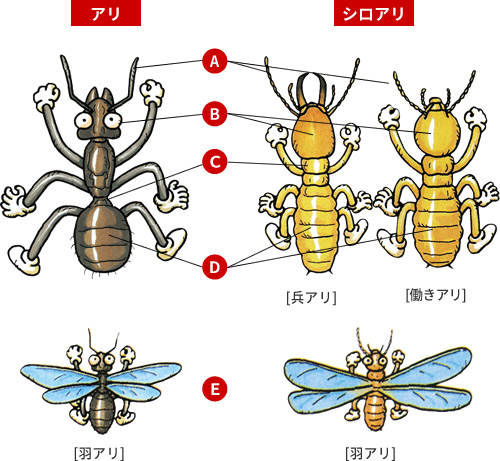 シロアリ、ここが違う