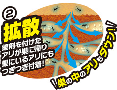 (2)拡散　薬剤を付けたアリが巣に帰り巣にいるアリにもつぎつぎ付着！