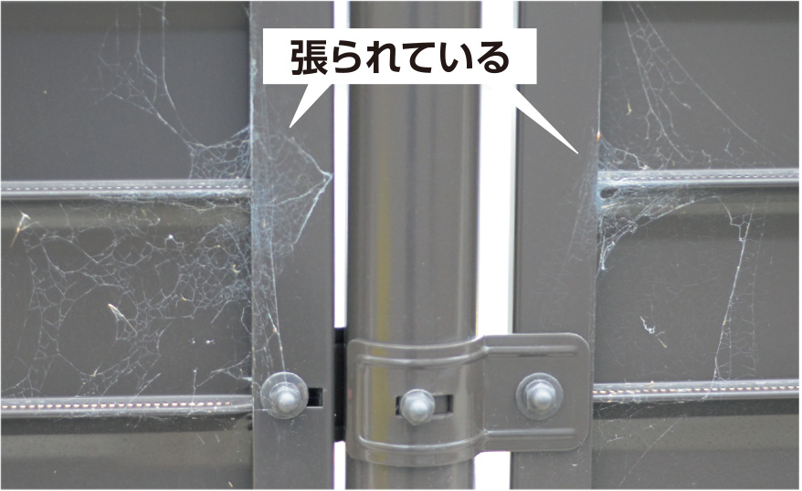 張られている