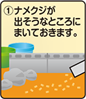 ①ナメクジが出そうなところにまいておきます。