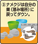 ③ナメクジは自分の巣（潜み場所）に戻ってダウン。