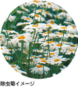 除虫菊イメージ