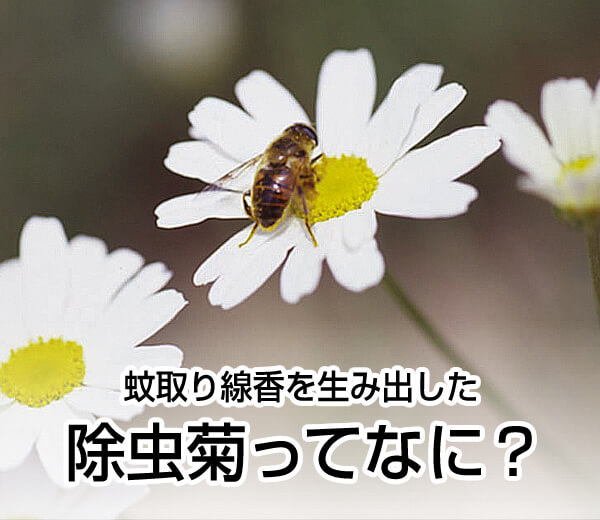 除虫菊ってなに？