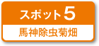 スポット5 馬神除虫菊畑